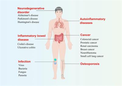 Advances in mechanism and regulation of PANoptosis: Prospects in disease treatment